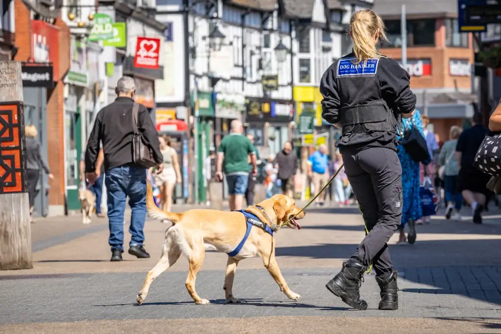A dog handler walks a friendly Labrador in a busy street, surrounded by pedestrians and vibrant storefronts on a sunny day.