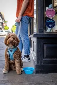 A brown curly-haired dog in a blue harness sits patiently on the sidewalk next to its owner, who holds a leash outside a shop.