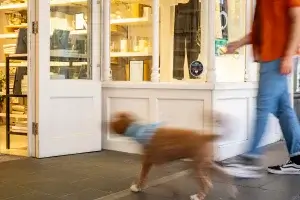 A person walks past a shop with their brown dog wearing a blue bandana, showcasing a cozy and inviting storefront.