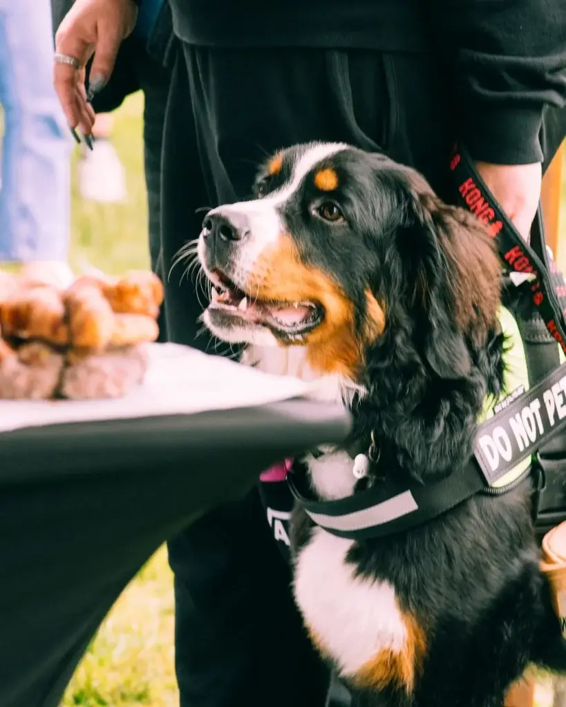 A Bernese Mountain Dog curiously gazes at food on a table, wearing a harness. A person stands nearby.