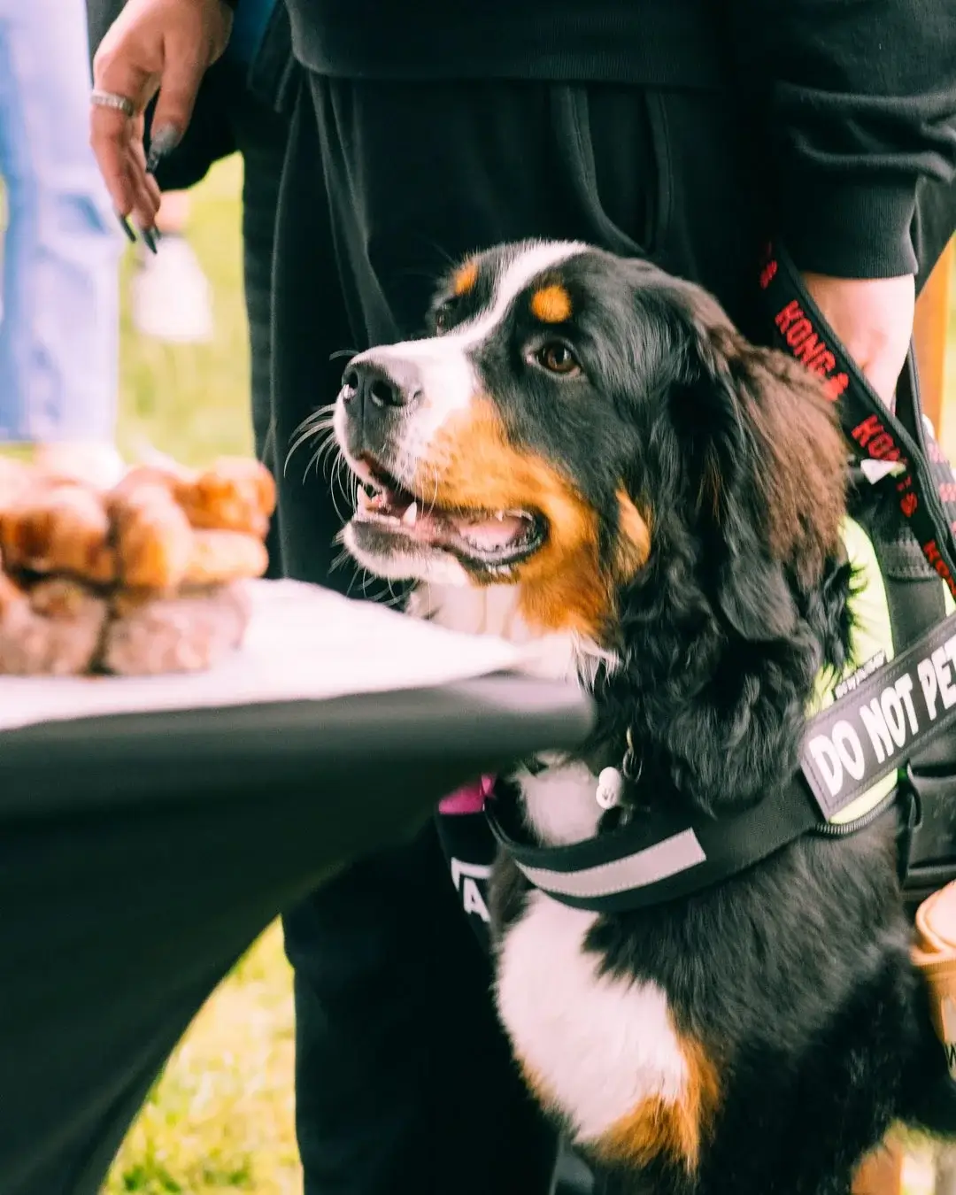 A Bernese Mountain Dog curiously gazes at food on a table, wearing a harness. A person stands nearby.